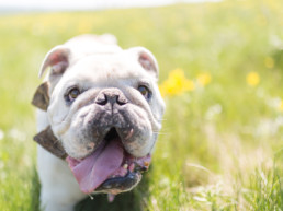 Photo of Bulldog in a flower field